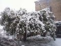 Arbre
