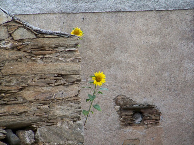 tournesols
