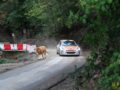 la vache cachée du tour